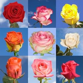 250 Roses of Your Choice