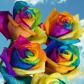 200 Multicolor Rainbow Roses